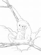 Coloring Gibbon Lar Pages Handed Ape Drawing Printable Gorilla Supercoloring Categories Gibbons Library Clipart Popular Line sketch template