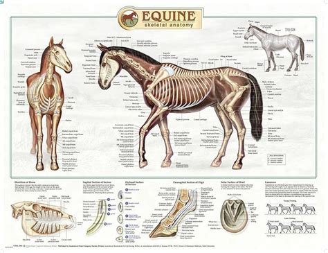 pin  winnie lai  animal anatomy horse anatomy horses equines