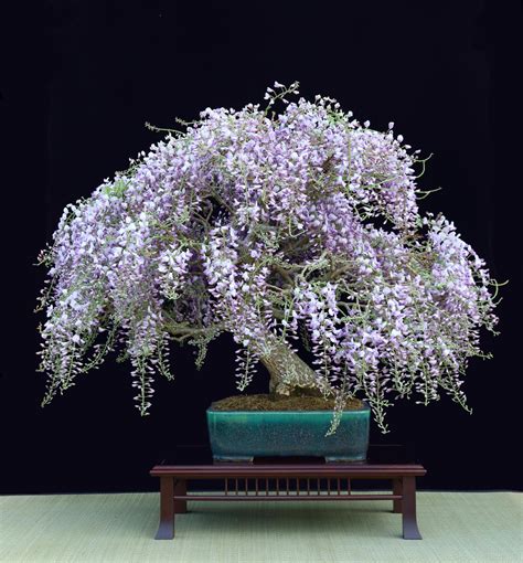wisteria bonsai rbonsai