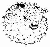 Puffer Fish Coloring Their Globefish Happy Color sketch template