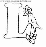 Alfabeto Pajaros Paginas Lettre Oiseaux sketch template