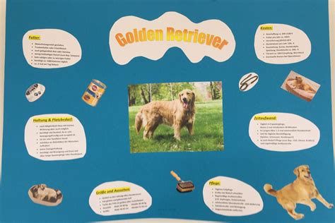 plakate golden retrievergrundschule  wartberg