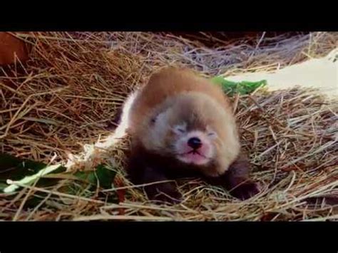 beschuit met muisjes  safaripark beekse bergen rode panda geboren youtube