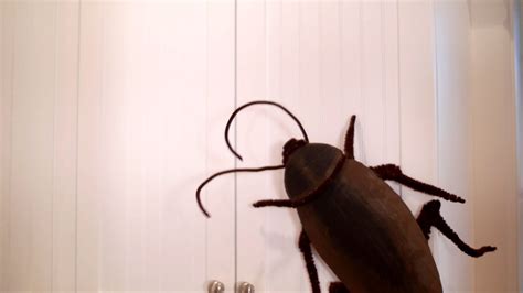giant cockroach youtube
