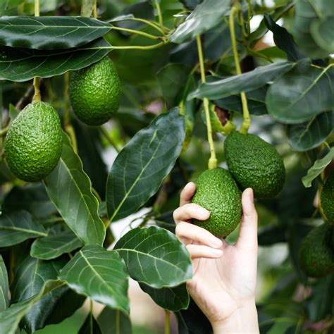 How To Grow Your Own Avocado Tree For Under 20 With Growing Kit