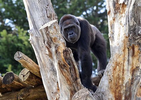 critically endangered gorilla  smithsonians zoo  expecting wtop news