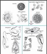 Protozoa sketch template
