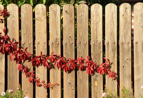 plant vines  grow   residential fence hercules fence