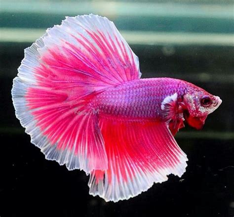 pink pearl betta pretty fish cool fish beautiful fish betta fish