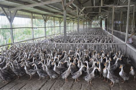 panduan ternak bebek sukses peluang usaha perawatan hingga pemasaran