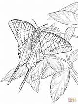 Butterfly Coloring Swallowtail Zebra Pages Printable Print Longwing Size Drawing Public Template Categories sketch template