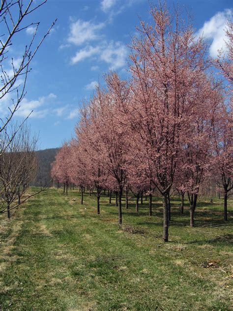 flowering tree okame cherry prunus campanulata okame shade tree