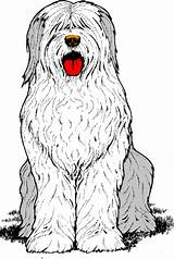 Sheepdog Bobtail Honden Bilder Plaatjes Queue Chiens Shaggy Plaatje Animaatjes Picgifs sketch template