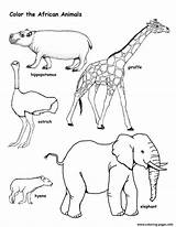 Coloring African Animal Wild Pages Printable sketch template