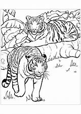 Coloring Tigers Color Pages Kids Children Print Animals sketch template