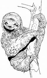 Sloth Realistic Sloths Admirable Albanysinsanity sketch template