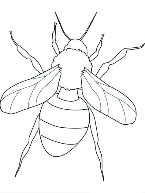 birds  insects coloring pages bug coloring pages insect coloring
