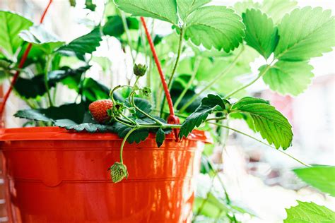 growing strawberries  pots