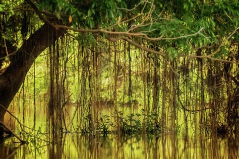 dense vegetation   pantanal brazil photograph  steven upton