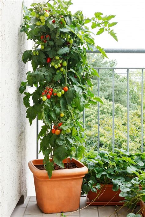 grow tomatoes  container   kitchen garden