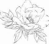 Flower Drawings Line Peony Embroidery Drawing Jwt sketch template