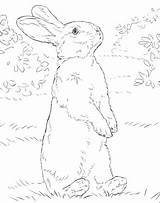 Rabbit Standing Coloring Bunny Legs Hind Drawing Pages Colouring Rabbits Printable Books Book Review Color Celebrate Lop Animals Realistic September sketch template