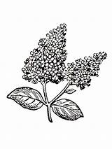 Bestcoloringpagesforkids Lilacs sketch template