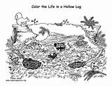 Animals Coloring Hollow Log Living Animal Support Homes Nature sketch template