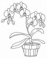 Coloring Pages Orchids Orchid Drawing Cute Color Sheets Colouring Acoloringbook sketch template
