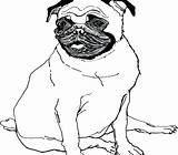 Realistic Puppy Pug Coloring Pages Cute Drawing Getdrawings Clipartmag sketch template