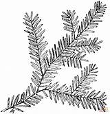 Branch Hemlock Coloring Canadian Pages Leaves Tree Printable Branches Leaf Drawing Illustration sketch template