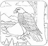 Coloring Pages Lacoast Eagle Gov Ed Gif Book sketch template