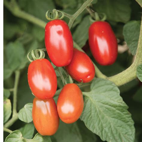 commercial tomato variety released  penn state vegetable growers news