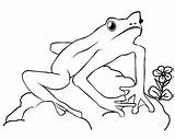 Frog Coloring Pages Frogs Color Outline Kids Print Cycle Printable Life Preschoolers Template Clipart Drawings Library Popular Lilypad sketch template