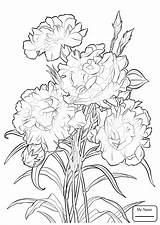 Carnation Flowers Drawing Flower Coloring Pages Getdrawings sketch template
