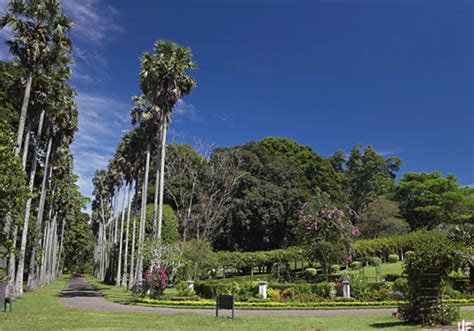 peradeniya royal botanical gardens kandy sri lanka