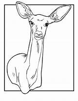 Coloring Deer Pages Doe Kids Printable Jr Animal Print Animaljr Tailed Cartoon Comments источник sketch template