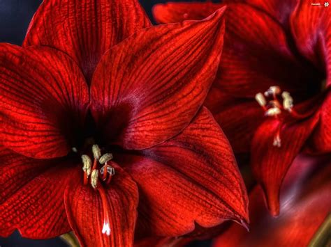 kwiat czerwony amarylis zdjecia