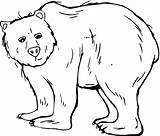 Bear Coloring Pages Grizzly Template Coloriage Printable Bears Templates Animal Color Sheets Print Imprimer Colouring Kids Outline Sheet Dessin Cute sketch template