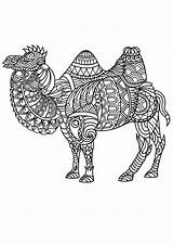 Coloring Camel Chameau Colorare Cammelli Kamele Disegni Camellos Adulti Malbuch Erwachsene Chameaux Adultos Dromedari Cammello Dromadaires Justcolor Gratuit Coloriages Camels sketch template