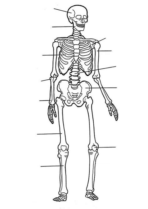 label  human skeleton  human anatomy coloring pages bulk color
