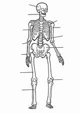 Skeleton Skeletal sketch template