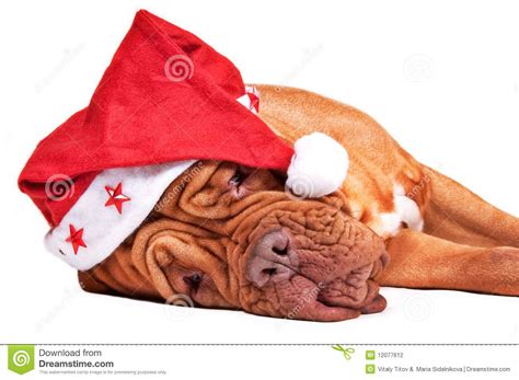 wordt de kerstman vermoeid stock foto image  hoed hond