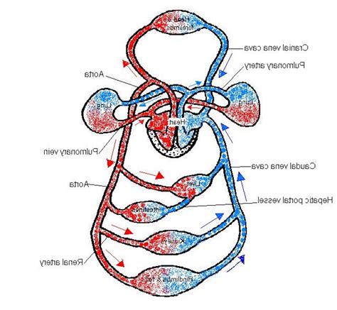 circulatory system unlabeled diagram robhosking diagram