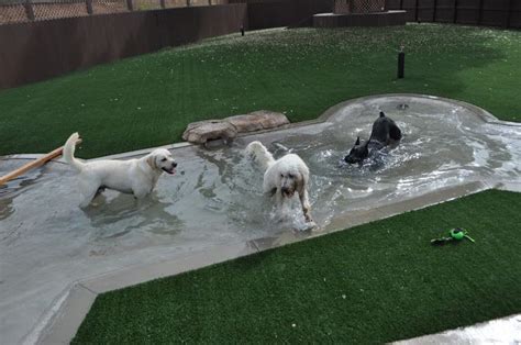 dog pool piscinas  perros albergue  perros hotel  perros