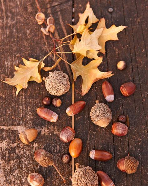 grow  oak tree   acorn httpwwwlowescreativeideas