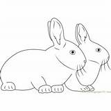 Coloring Pages Rabbit Rabbits Together Two Lop Coloringpages101 sketch template