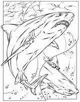 Shark Coloring Pages Megalodon Printable Color Basking Print Adult Kids Animals Realistic Sheet Colouring Great Adults Nurse Bruce Sheets Animal sketch template