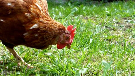 chicken on green grass video stock footage video 8143150