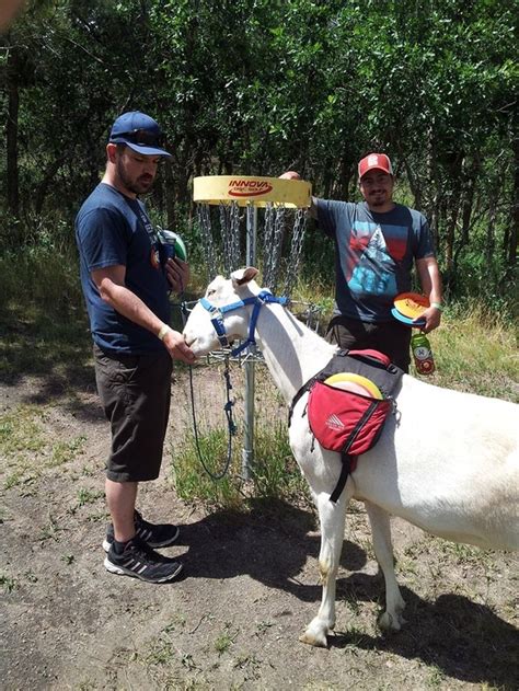 you can rent a goat caddy at this disc golf course i went